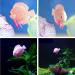 Buy Numama Artificial Fish for Aquarium | Colorful 4pcs Decorative Ornaments for Fish Tanks - Buy Online on GoSupps.com