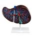 Human Liver Model Hepatobiliary Model Liver Hepatic Distribution Bile Duct Distribution Hepatic Gallbladder for Mediacl Educational Training Aid