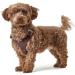 HUNTER Aalborg ML/2 Dark Brown Harness - Premium Quality for Dogs | International Shipping Available - Buy Online on GoSupps.com