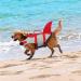 Emust Dog Vest for Swimming - High Buoyancy Ripstop Life Jacket for Small & Medium Breeds (Medium Red) - Perfect for Pools & Boats - Buy Online on GoSupps.com