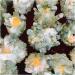 for 700g Natural Crystal Beautiful Flame Halo Quartz Crystal Cluster Specimen Crystal Cluster - Buy Online on GoSupps.com