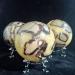Natural Septarian Dragon Crystal Gem Geode Specimens - Buy Online on GoSupps.com