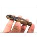 Jet International Energized Tiger Eye Gemstone Magic Stick - 3.5 Inch Pure Genuine Energy Cleansed Crystal for Healing & Therapy - Buy Online on GoSupps.com