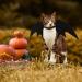 Shop Zoneyan Cat & Dog Halloween Costumes | Bat Wings Pet Costumes & Accessories - Buy Online on GoSupps.com