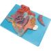 Nasal Cavity Model - Anatomical Nasal Cavity Model - Turbinate in The Lateral Wall of The Nasal Cavity Enlargement Model