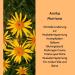  green idea green idea - Arnica Montana Herb Extract - Sports Massage - For Bruises and Sprains - Bruises - Hair Strengthening - Muscle Relaxation - Natural - With Menthol 100 ml - Buy Online on GoSupps.com