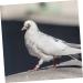 CORHAD 100 Pcs Pigeon Anklet Pigeons Identification Ring Duck Leg Number Plastic White Products 1.3X1.3CM White - Buy Online on GoSupps.com