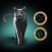 Sheba Fillets Wet Cat Food - Chicken with Shrimps - 16x60g Pack | Finest Cat Treats for Happy Cats - Buy Online on GoSupps.com