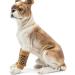2pcs Dog Elbow Protector Pads Elbow Pads for Dogs Pet Knee Pads Strong Stability Dog Legs Protector for Recovering Injured(B XL) Leopard X-Large - Buy Online on GoSupps.com