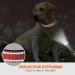 Taglory Pink XL Dog Collar - Soft Padded Neoprene Nylon Adjustable & Reflective for Extra Large Dogs - Perfect for Training - Buy Online on GoSupps.com