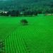 250g (0.55LB) Dragon Bien Chinois Printemps Longjing Th Vert pour la Long Jing th Th chinois Nourriture verte - Buy Online on GoSupps.com