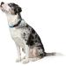 HUNTER Freestyle Dressage Dog Collar - Weatherproof Robust Pull Stopper - Size 60 (L-XL) - Petrol Color - Buy Online on GoSupps.com