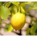 Cupcake World Sicilian Lemon Intense Food Flavouring 100 ml - Buy Online on GoSupps.com