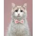 Tagme Personalized Cat Collar with Name & Phone Number - Safe Closure & Bell - Baby Pink Plaid - Perfect for Kittens - Buy Online on GoSupps.com