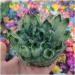 Crystal Rough Twinkling Green Ghost Quartz Crystal Cluster Specimen