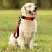PLUTUS PET Strong Training Dog Lead with Rock Climing Carabiner Clip Relective Nylon Dog leash Padded Handle Training Lead for Large and Medium Dogs(25cm Red) 25 cm (Pack of 1) Red - Buy Online on GoSupps.com