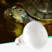 Tiuimk Vivarium Basking Spot Lamp 60W Spotlights Bulb E27 Tortoise Reptile Habitat Lighting Beneficial UVA - Buy Online on GoSupps.com