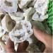 Stone Crafts Natural Agate Crystal Gemstone Cavern Reiki Crystal Stone geode Wrapping Pendants Natural Luster - Buy Online on GoSupps.com