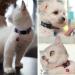 Maiyaduo Adjustable Cat Neck Band with Bell Reflective Fluorescent & Quick Lock Safety Buckle for Domestic Cats - Buy Online on GoSupps.com