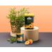 Ahmad Tea Apricot Sunrise Black Tea with Apricot 20 Individually Packaged Aroma-Sealed Bags (2-Pack) - Premium Quality Fruit Tea - Buy Online on GoSupps.com