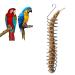 Parrot Food Fruits Basket Stainless Steel Feeding Bird Cage Device Parrot Feeder Food Fruits Basket Millet Sprays for Birds Fruit Vegetable Holder Bird Foraging Toy For Parakeet Cockatiel Conure