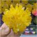 Natural Crystal Cluster Electroplated Yellow Crystal Cluster Reiki Stone Crystal Tip House Decorative Specimens Cr 1pc Yellow - Buy Online on GoSupps.com