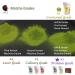 Japanese Matcha Green Tea Powder "Dreaming Matcha" Genuine Authentic Yamecha Yame tea Zen Relax Suvenior (200g Premium Grade) - Buy Online on GoSupps.com