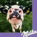 Buy Milka Leo Singles - 32 Pack (32 x 33g) - International Shipping Available - Buy Online on GoSupps.com