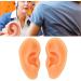 Buy 2-Piece Silicone Ear Model Set - Realistic Acupuncture Training Tools for Medical Professionals - International Shipping Available - Buy Online on GoSupps.com