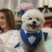 Maustlie Dog Smoking Bandana | Adjustable Triangle Scarf for Weddings & Parties | Formal Pet Accessory (Blue Size L) - Buy Online on GoSupps.com