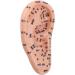 Buy 17cm Ear Acupuncture Point Model - Large Reflexology Learning Display for International Shipping - Buy Online on GoSupps.com