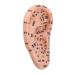 Ear acupuncture point model 17 cm large ear zone model learning display for learning reflexology
