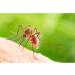 Doctan Family Pack - Effective Mosquito & Tick Protection for Kids | 12-Hour Lasting Relief | 100ml - Buy Online on GoSupps.com