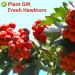 Buy Dried Hawthorn Berries (Shaanzha) - 80g Plant Gift for Health Tea | International Shipping - Buy Online on GoSupps.com