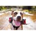 EZYDOG Dog Summit Backpack V2 | Backpack for Hiking Dog Backpack for Small Medium and Large Dogs Padded Handle for Lifting Reflective Piping Durable Ripstop Material (M) - Buy Online on GoSupps.com