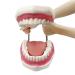 Youya 6-Fold Dental Brushing Teaching Model - Tooth Decay Evolution Display for Educational Use - Buy Online on GoSupps.com
