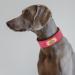 Personalized Red Padded Leather Dog Collar with Name Tag | Medium-Sized Dogs | Custom Engraved Collars - Neck 33-41cm Width 3cm - Buy Online on GoSupps.com