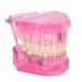 Transparent Adult Teeth Model - Pathological Removable Dental Teaching Tool Standard Size - Ideal for Study & Repairs - Buy Online on GoSupps.com