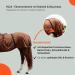 RL24 Eczema Ceiling for Horses | Light Brown | Protective Flying Sheet with Neck & Abdomen | Fine-Meshed Double Closure & Leg Cords | 115cm - Buy Online on GoSupps.com
