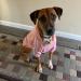 Buy Eastlion Pink Dog Sweater - Warm Pullover T-Shirt for Puppies & Pets | Size XXL | International Shipping Available - Buy Online on GoSupps.com