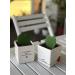 Costa Farms Live Indoor Hoya Heart Succulent in White Ceramic - 5 Tall - Buy Online on GoSupps.com