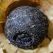 2009 Xiaguan Grade A Tuocha Raw Pu-erh Tea 100g*5 from Yunnan - Buy Online on GoSupps.com