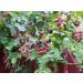 Blackberry Leaf Tea | Rubus L - Rubi Fruticose Folium | Ronce Feuille Tisane Health Embassy (100g) - Buy Online on GoSupps.com