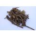 Satisfactory Nation Original Akarkara Roots Irani Anacyclus Pyrethrum Raw Whole Herb Akarkara Roots Pellitory Roots 100 gram - Buy Online on GoSupps.com