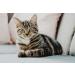 PET SUPPLEMENTS & NUTRITION LLC Cat Itchy Skin Relief - Allergy Relief Complex - Immune Support - VETS Recommended - 225 Chewable Tablets - Buy Online on GoSupps.com
