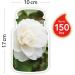 Yankee Candle Camellia Blossom | Garden Hideaway Collection | Large Candle | Up to 150 Hours Burn Time | International Shipping Available - Buy Online on GoSupps.com