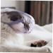 Happyyami Cat Muzzle Dog Cover Dog Face Cover Muzzle for Cat Outdoor Dog Muzzles Cat Pp 1 - Buy Online on GoSupps.com