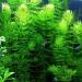 Florida 10 Species Live Aquarium Plants Bundle - Vibrant and Diverse Aquatic Flora Collection - Buy Online on GoSupps.com