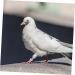 100 pcs Stuff Poultry Hen Baby Leg Xxcm White Pigeons Supplies Meat Feet Cockatiel Identification 1.3X1.3CM White - Buy Online on GoSupps.com