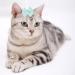 NA 20 Pcs Dog Hair Bows Pink Blue Purple Green Dog Bowknot Headwear Rubber Hair Band for Pet Dog Cat Hair Decoration - Buy Online on GoSupps.com